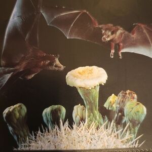 "Night Friends" Postage stamps